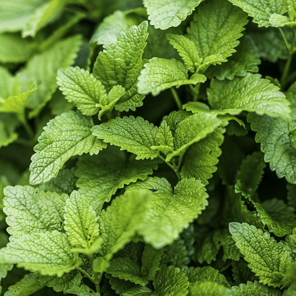 Mint flavor